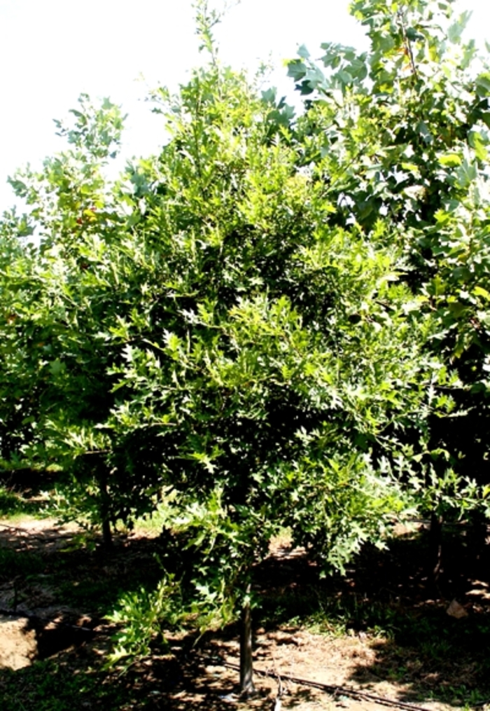 Willow Oak - Quercus phellos (Willow Oak) from Betty's Azalea Ranch