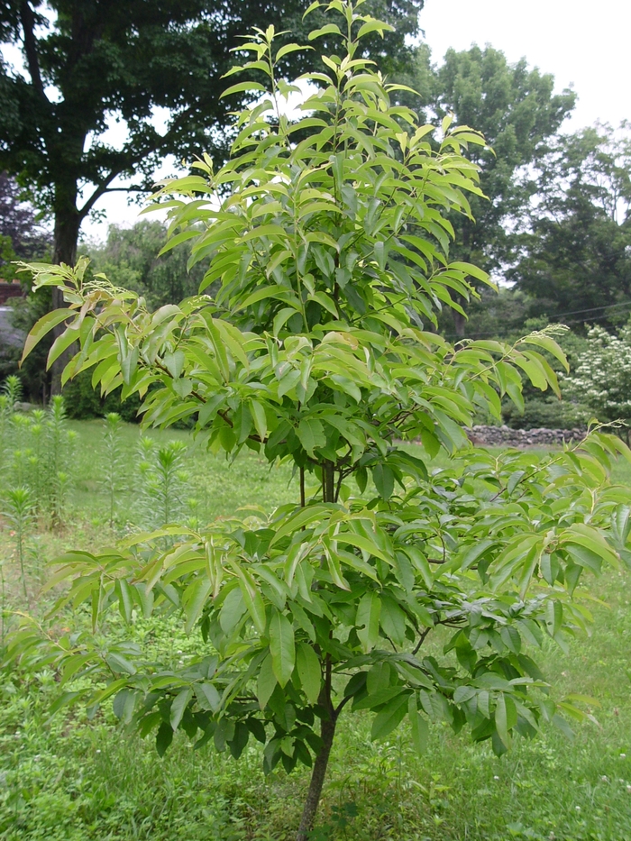 Sourwood - Oxydendrum arboreum (Sourwood) from Betty's Azalea Ranch