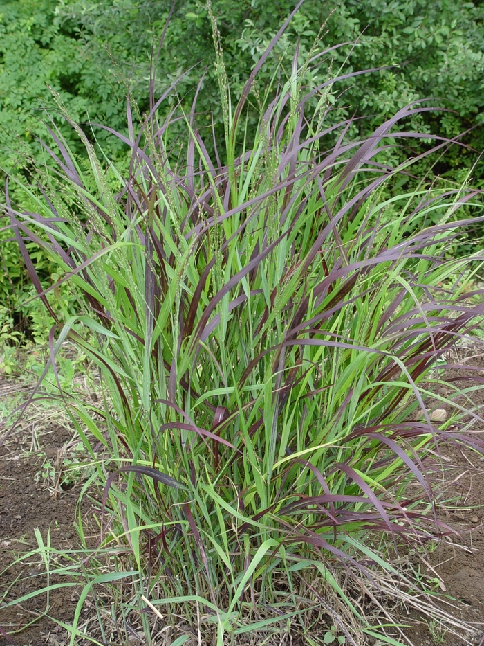 Shenandoah Switch Grass - Panicum virgatum ''Shenandoah'' (Switch Grass) from Betty's Azalea Ranch