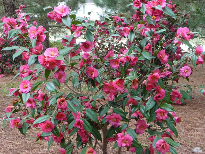 Kanjiro Camellia - Camellia sasanqua 'Kanjiro' from Betty's Azalea Ranch