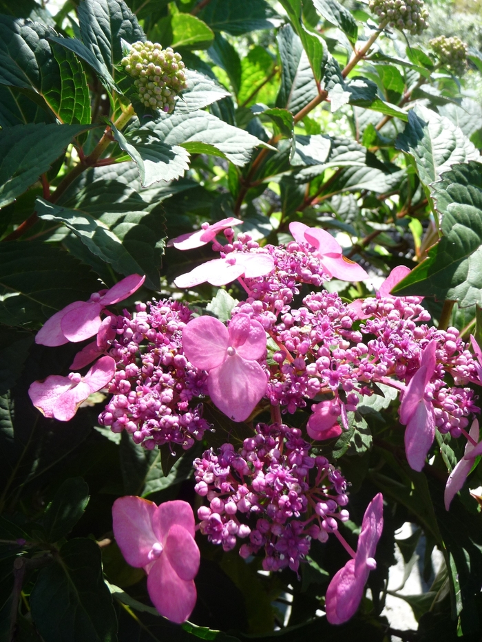 Endless Summer® Twist and Shout™ - Hydrangea macrophylla 'Twist and Shout™ ' from Betty's Azalea Ranch