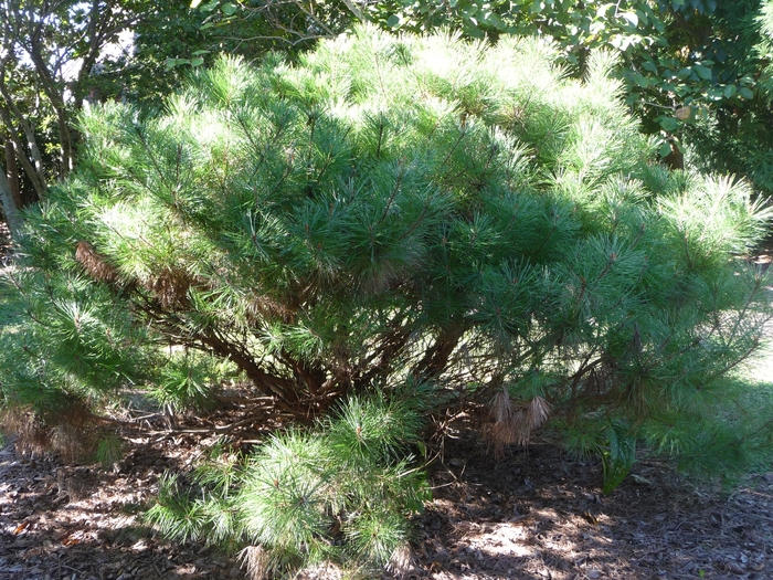 Umbraculifera (Tanyosho) Japanese Red Pine - Pinus densiflora ''Umbraculifera (Tanyosho)'' (Japanese Red Pine) from Betty's Azalea Ranch
