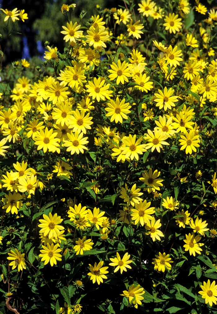 Perennial Sunflower - Helianthus 'Lemon Queen' from Betty's Azalea Ranch