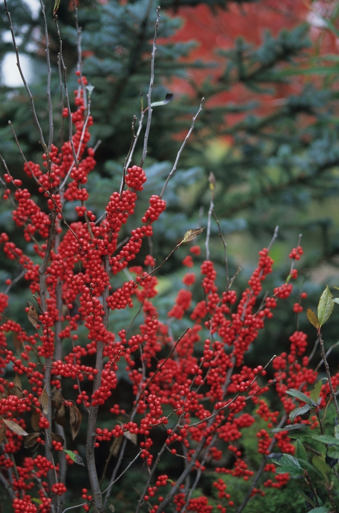 Winter Red Winterberry - Ilex verticillata ''Winter Red'' (Winterberry) from Betty's Azalea Ranch