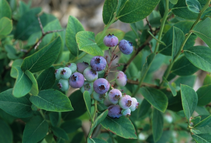 Elliott Blueberry - Vaccinium corymbosum ''Elliott'' (Blueberry) from Betty's Azalea Ranch