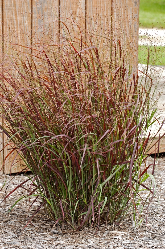 Prairie Fire Red Switch Grass - Panicum virgatum ''Prairie Fire'' PP19637 (Red Switch Grass) from Betty's Azalea Ranch