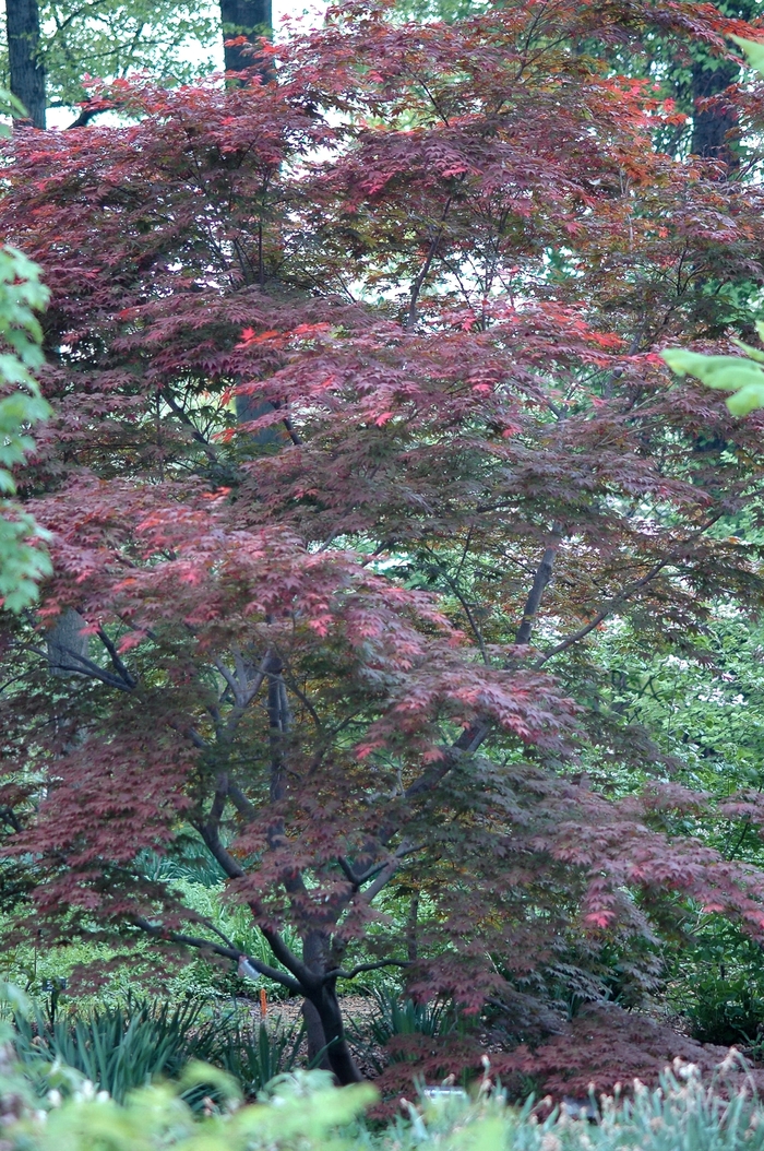 Oshio-beni Japanese Maple - Acer palmatum 'Oshio-beni' from Betty's Azalea Ranch