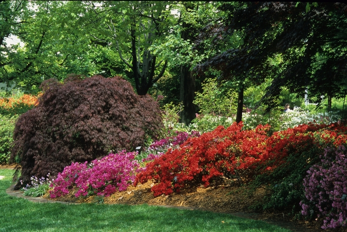 Red Select Japanese Maple - Acer palmatum dissectum 'Red Select' from Betty's Azalea Ranch