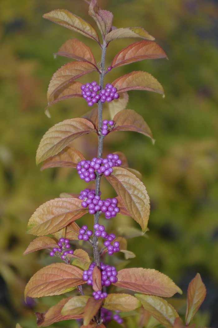 Beautyberry - Callicarpa dichotoma 'Early Amethyst' from Betty's Azalea Ranch