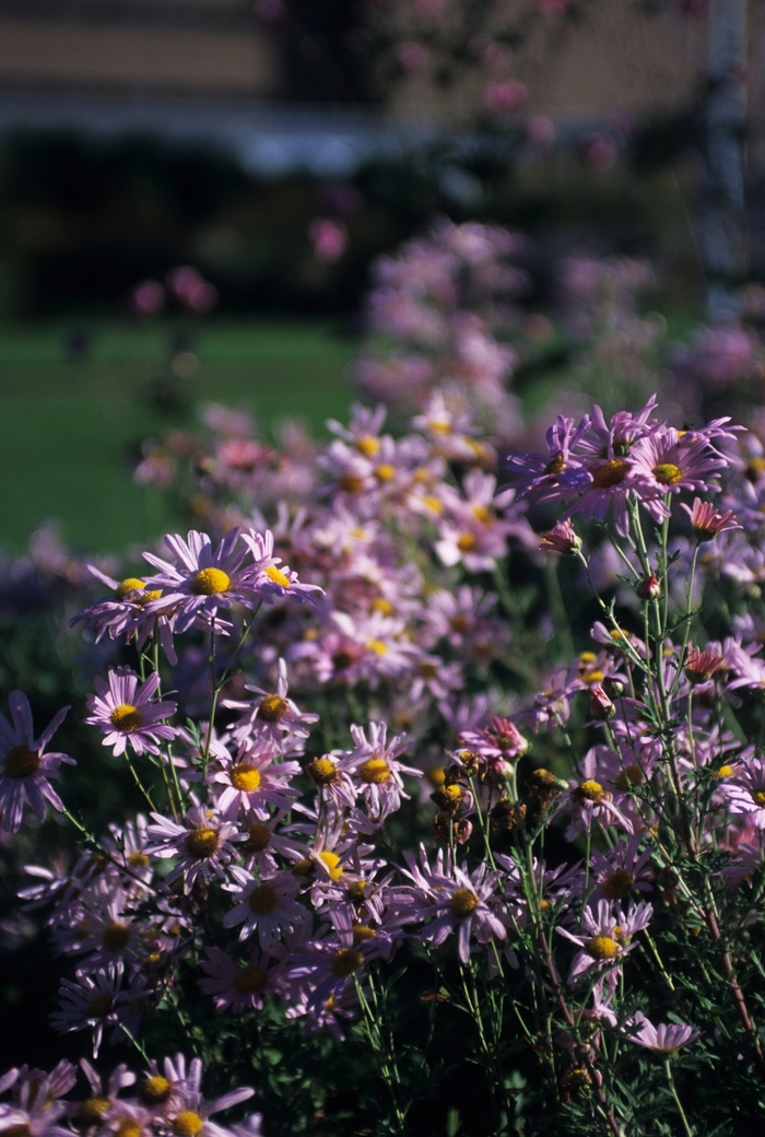 Clara Curtis Mum - Chrysanthemum x rubellum 'Clara Curtis' from Betty's Azalea Ranch