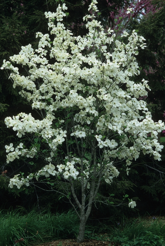Flowering Dogwood - Cornus florida from Betty's Azalea Ranch