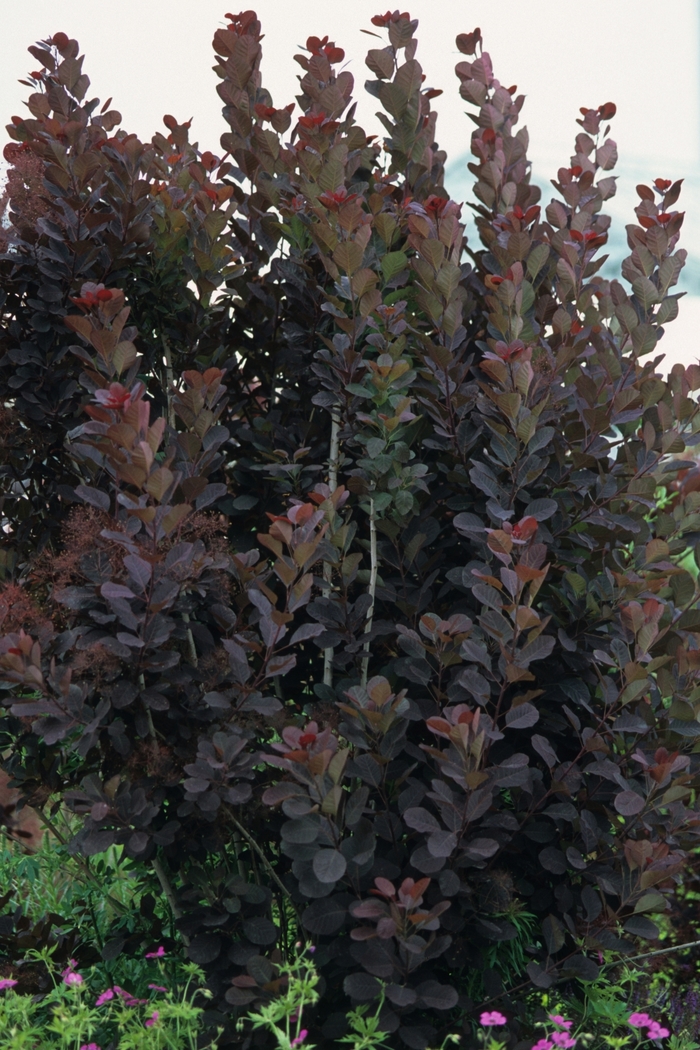 Royal Purple Smokebush - Cotinus coggygria ''Royal Purple'' (Smokebush) from Betty's Azalea Ranch