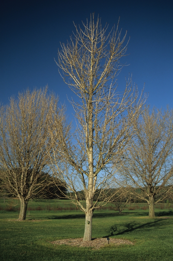 Maidenhair Tree - Ginkgo biloba 'Princeton Sentry' from Betty's Azalea Ranch