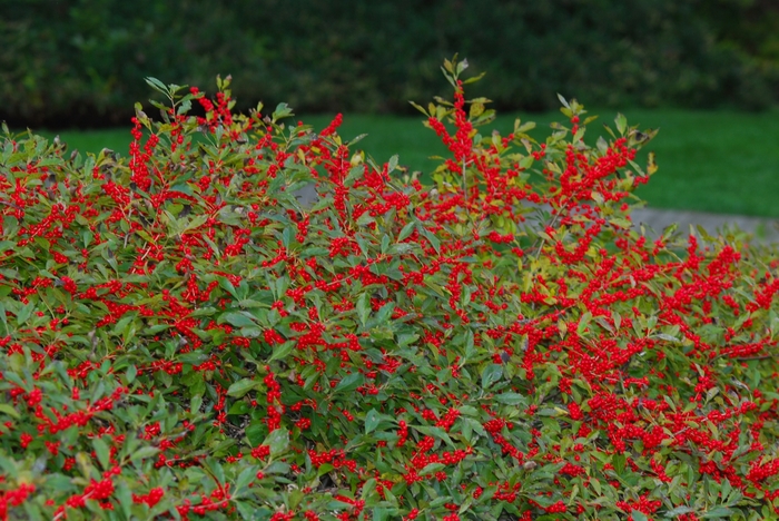 Red Sprite Winterberry - Ilex verticillata ''Red Sprite'' (Winterberry) from Betty's Azalea Ranch