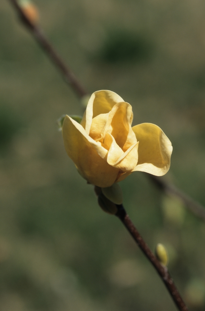 Yellow Bird Magnolia - Magnolia x brooklynensis ''Yellow Bird'' (Magnolia) from Betty's Azalea Ranch
