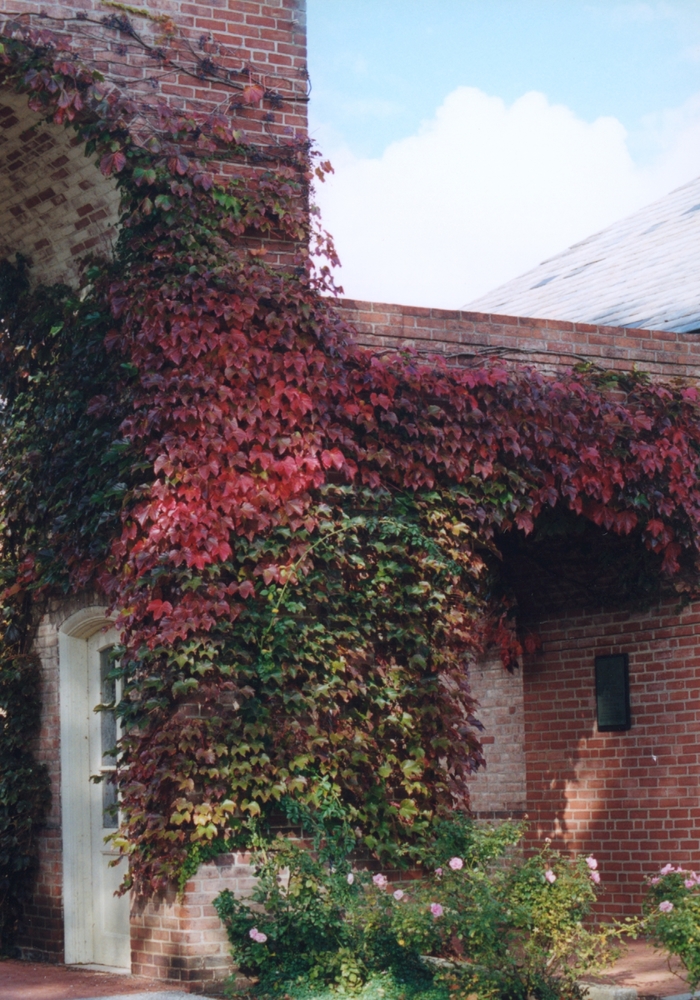 Boston Ivy - Parthenocissus tricuspidata (Boston Ivy) from Betty's Azalea Ranch