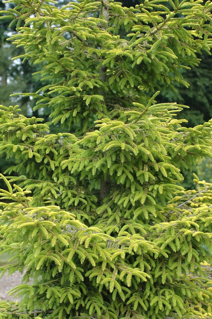 Skylands Caucasian Spruce - Picea orientalis ''Skylands'' (Caucasian Spruce) from Betty's Azalea Ranch