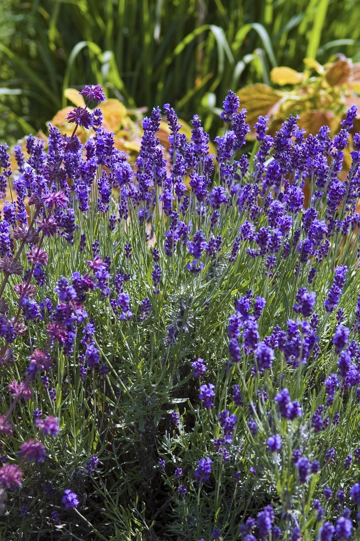 ''Hidcote'' Lavender - Lavandula angustifolia from Betty's Azalea Ranch