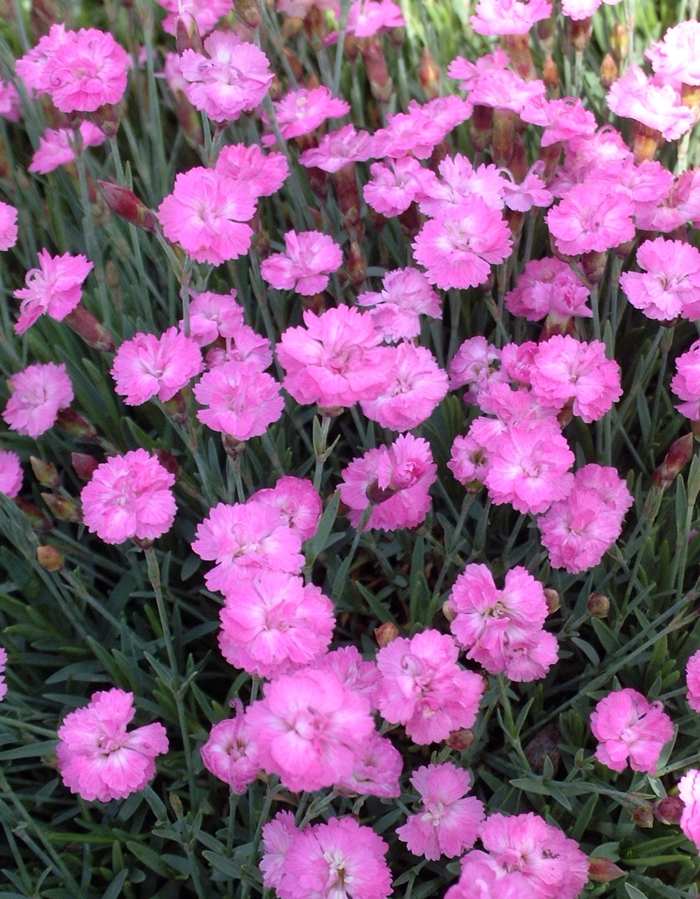 Cheddar Pinks - Dianthus gratianapolitanus 'Tiny Rubies' from Betty's Azalea Ranch