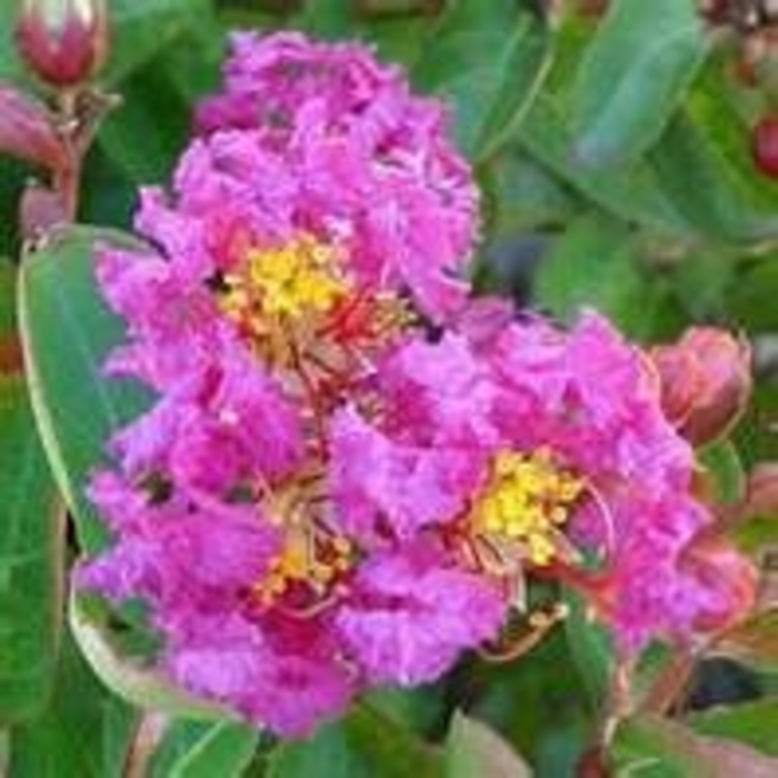 'Royalty' Crapemyrtle - Lagerstroemia indica from Betty's Azalea Ranch