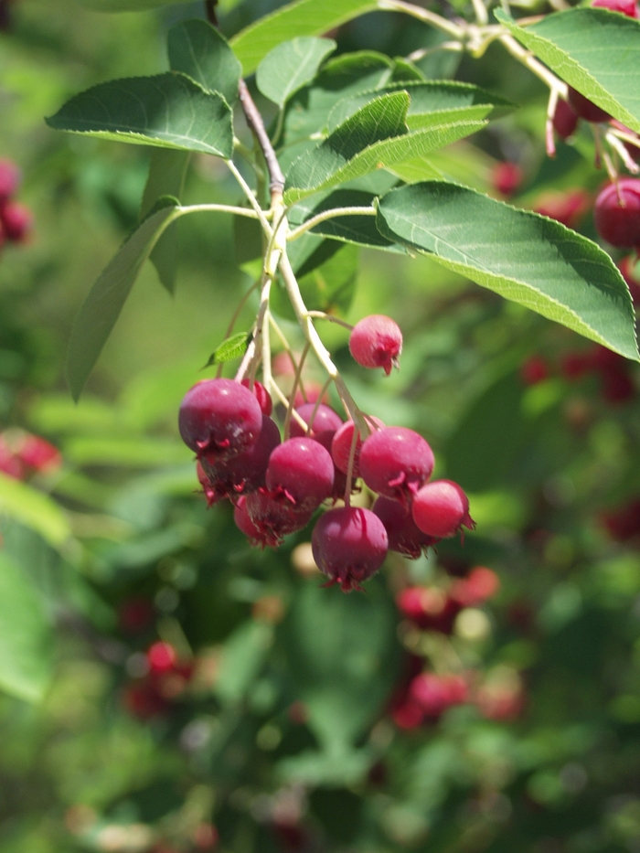 Autumn Brilliance™ Serviceberry - Amelanchier x grandiflora ''Autumn Brilliance™'' (Serviceberry) from Betty's Azalea Ranch