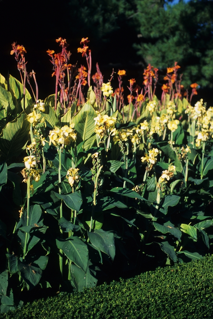 Canna Lily - Multiple Varieties from Betty's Azalea Ranch