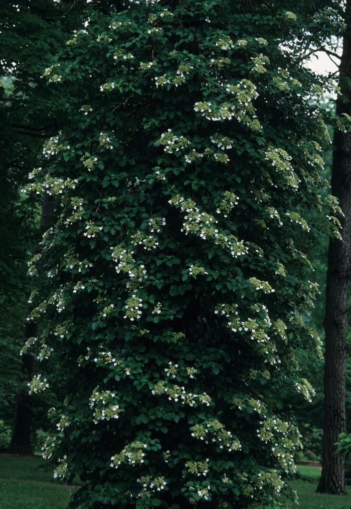 Climbing Hydrangea - Hydrangea anomala subsp. petiolaris from Betty's Azalea Ranch