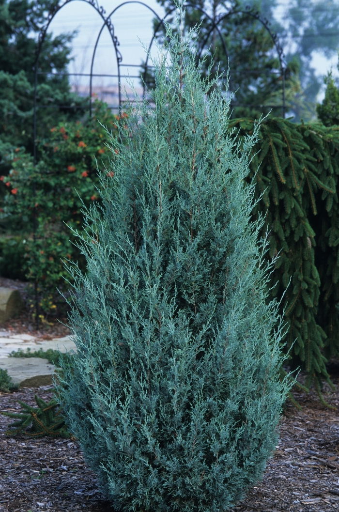 Wichita Blue Juniper - Juniperus scopulorum ''Wichita Blue'' (Juniper) from Betty's Azalea Ranch
