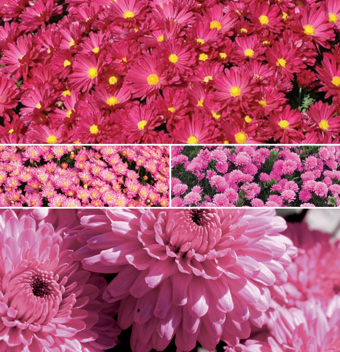 Multiple Varieties Pink Garden Mums - Chrysanthemum x morifolium ''Multiple Varieties'' (Pink Garden Mums) from Betty's Azalea Ranch