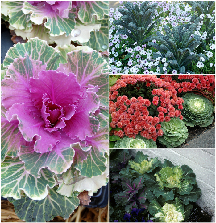 Assorted Flowering Kale & Cabbage - Brassica (Assorted Flowering Kale & Cabbage) from Betty's Azalea Ranch