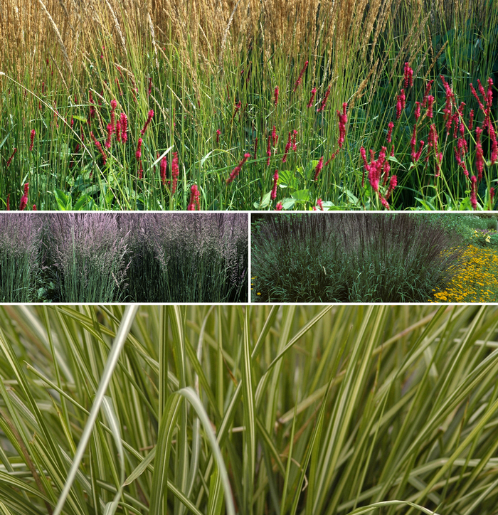 Multiple Varieties Assorted, Reed Grass - Calamagrostis ''Multiple Varieties'' (Assorted, Reed Grass) from Betty's Azalea Ranch
