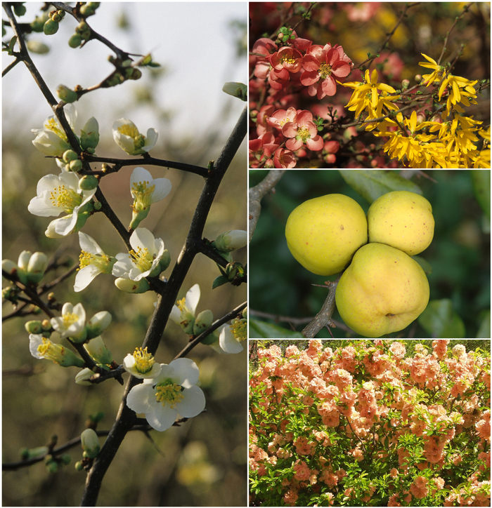 Chaenomeles - Flowering Quince - Multiple Varieties from Betty's Azalea Ranch
