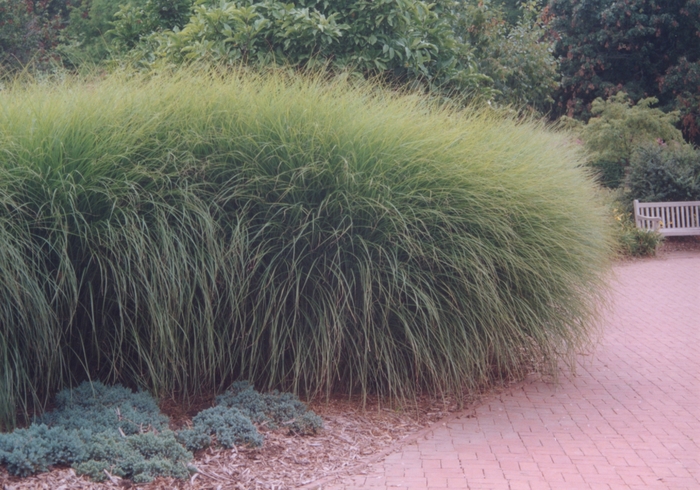 Gracillimus Ornamental Grass - Miscanthus sinensis ''Gracillimus'' (Ornamental Grass) from Betty's Azalea Ranch