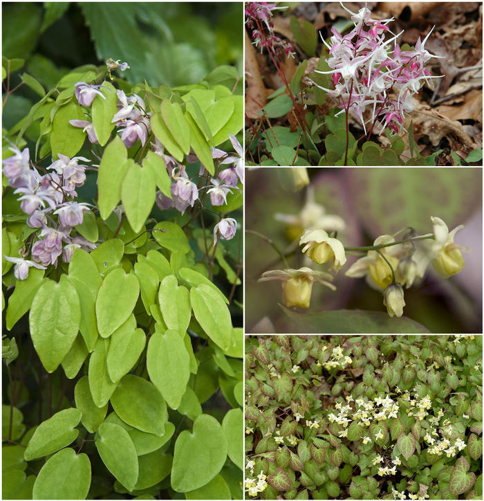 Multiple Varieties Barrenwort - Epimedium ''Multiple Varieties'' (Barrenwort) from Betty's Azalea Ranch