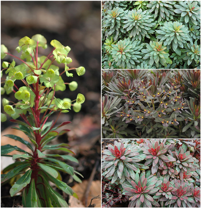 Multiple Varieties Spurge - Euphorbia ''Multiple Varieties'' (Spurge) from Betty's Azalea Ranch