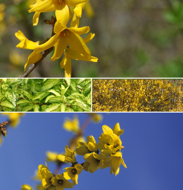 Forsythia - Forsythia 'Multiple Varieties' from Betty's Azalea Ranch