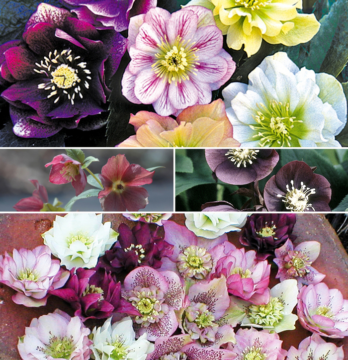Helleborus - Lenten Rose - Multiple Varieties from Betty's Azalea Ranch