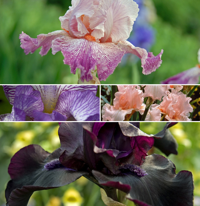 Assorted Bearded Iris - Iris germanica (Assorted Bearded Iris) from Betty's Azalea Ranch