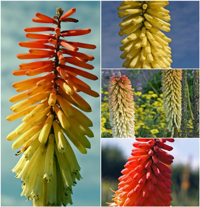 Multiple Varieties Red Hot Poker - Kniphofia ''Multiple Varieties'' (Red Hot Poker) from Betty's Azalea Ranch