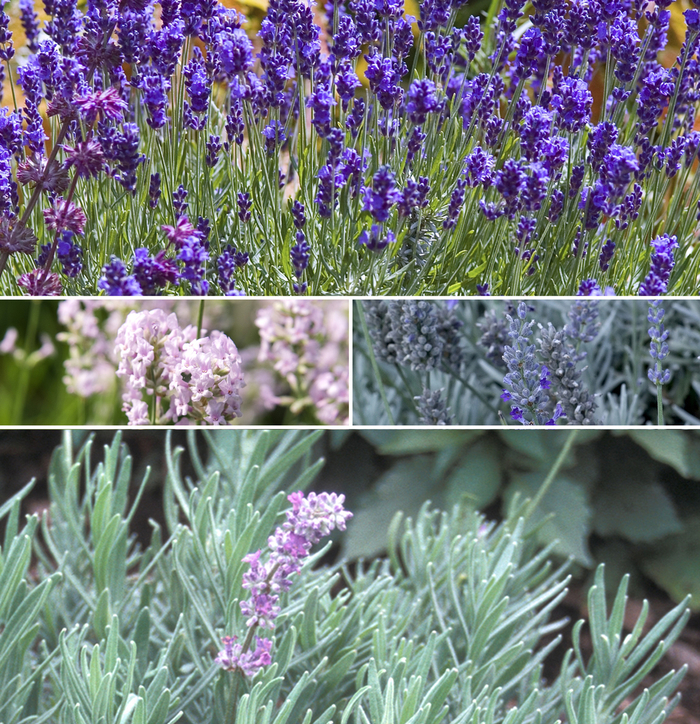 Multiple Varieties Lavender - Lavandula ''Multiple Varieties'' (Lavender) from Betty's Azalea Ranch