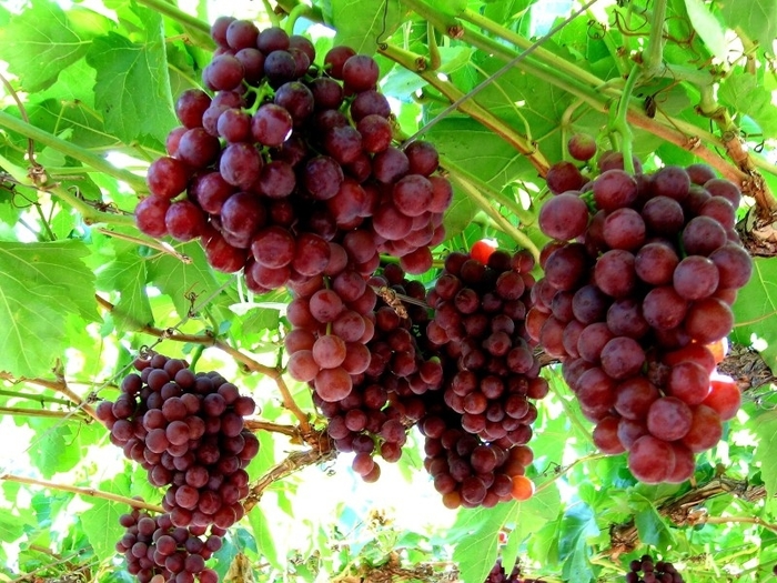 Flame Seedless Grape - Vitis vinifera ''Flame Seedless'' (Grape) from Betty's Azalea Ranch