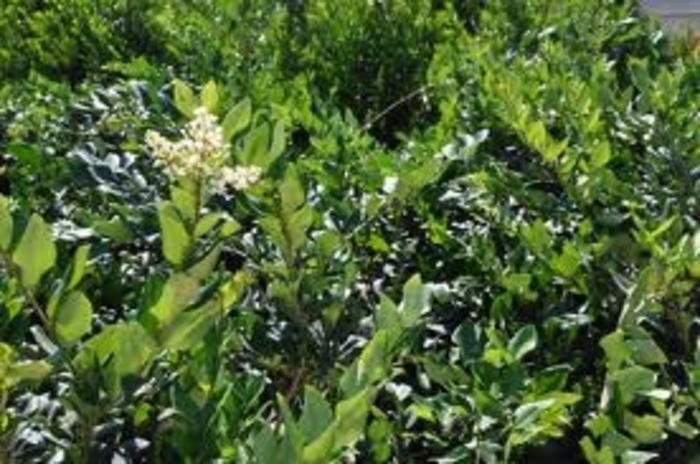 Glossy Privet - Ligustrum lucidium (Glossy Privet) from Betty's Azalea Ranch