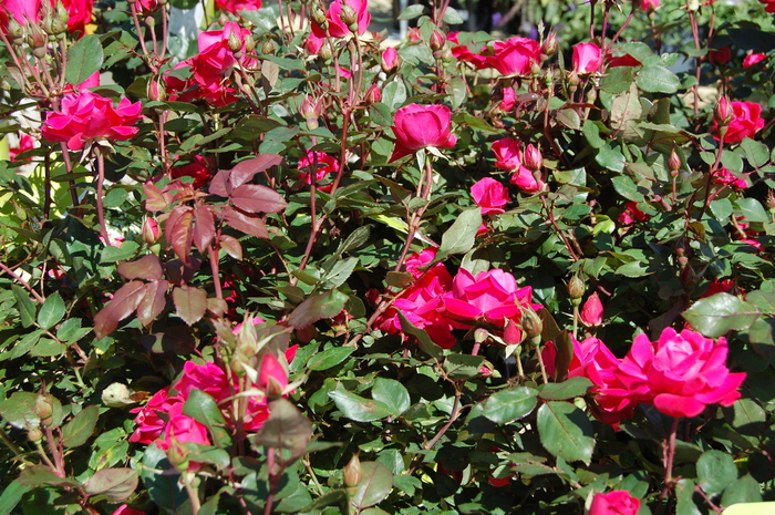 Knock Out® Pink Double - Rosa ''Radtkopink'' PP18507, CPBR 3757 (Shrub Rose) from Betty's Azalea Ranch
