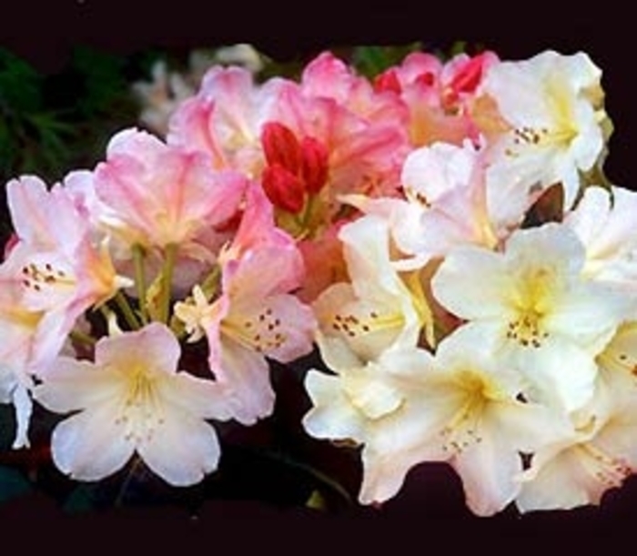 'Percy Wiseman' - Rhododendron from Betty's Azalea Ranch