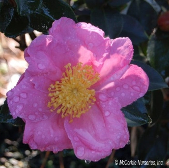'Pink Serenade' - Camellia sasanqua from Betty's Azalea Ranch
