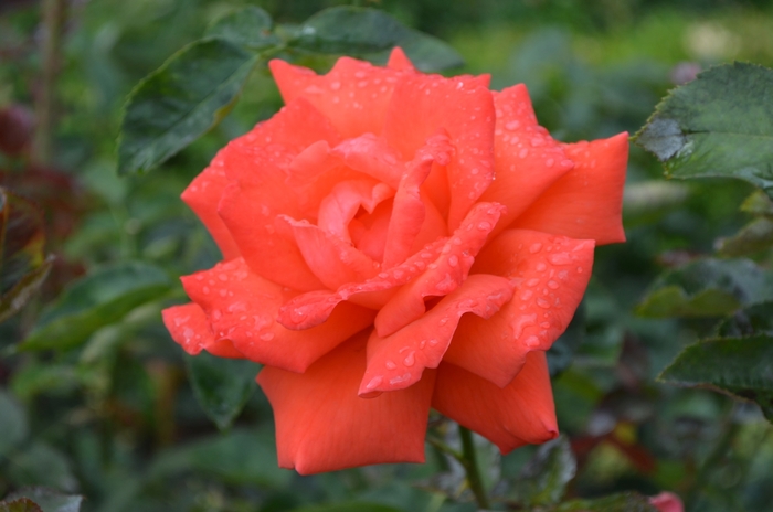Tropicana Rose - Rosa ''Tropicana'' (Rose) from Betty's Azalea Ranch