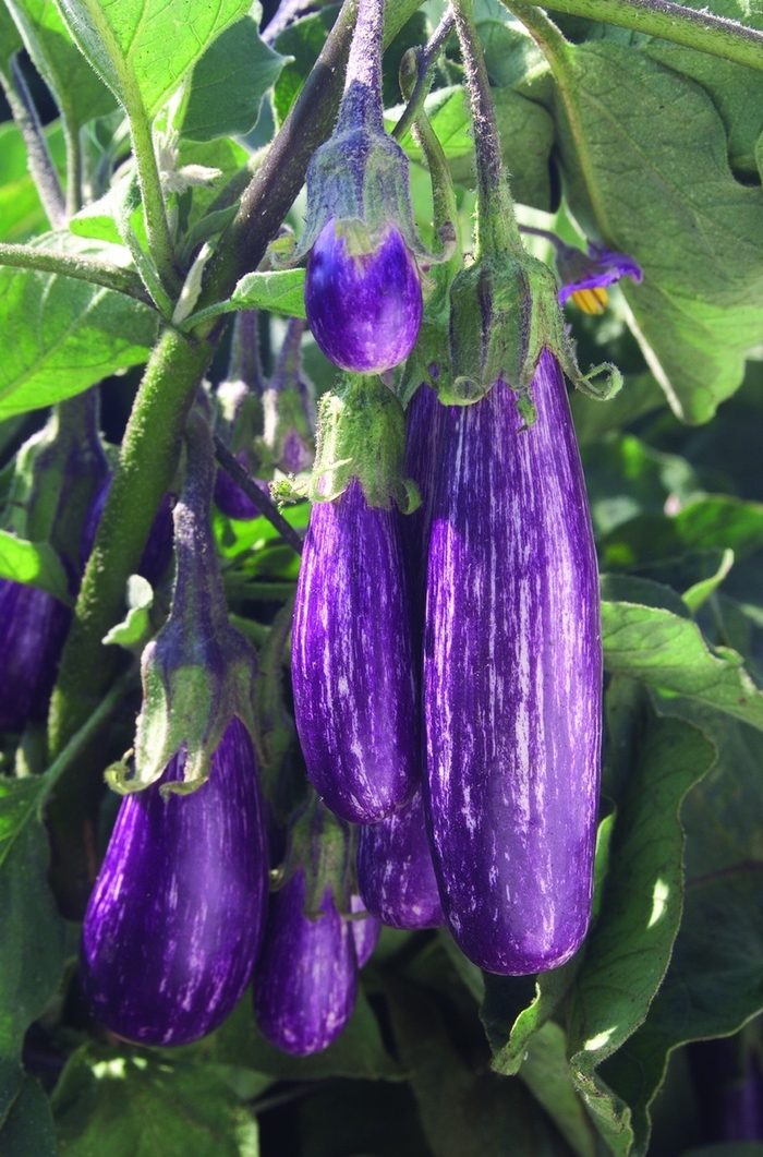 Fairy Tale Eggplant - Solanum melongena ''Fairy Tale'' (Eggplant) from Betty's Azalea Ranch