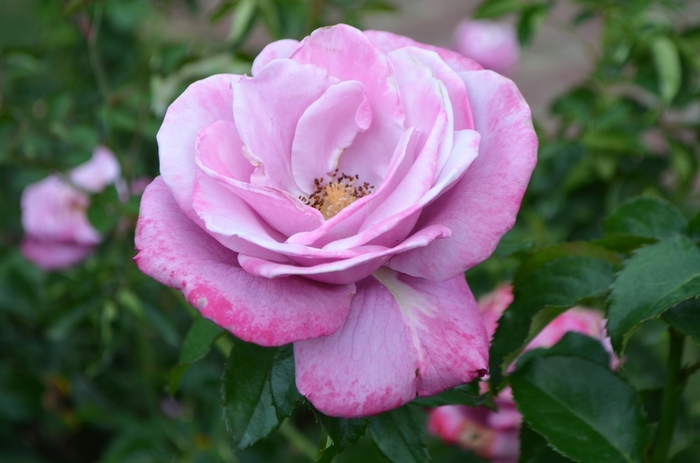 'Barbara Streisand' Hybrid Tea Rose - Rosa from Betty's Azalea Ranch