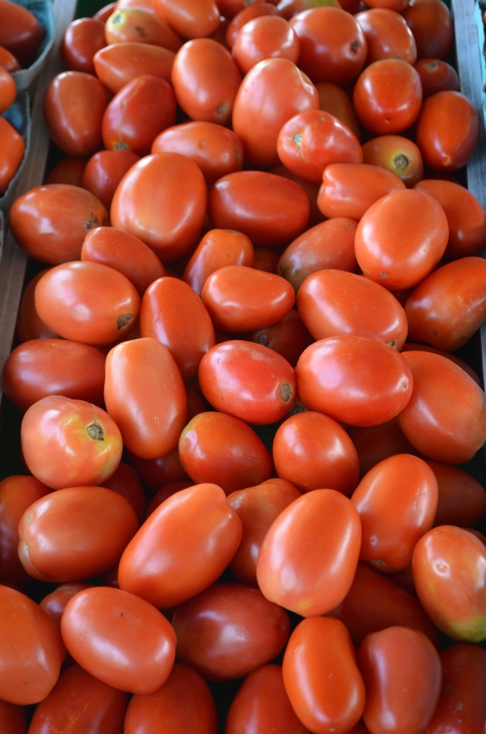 'Roma' Plum Tomato - Lycopersicon esculentum from Betty's Azalea Ranch