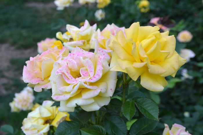 'Shockwave' Rose - Rosa from Betty's Azalea Ranch